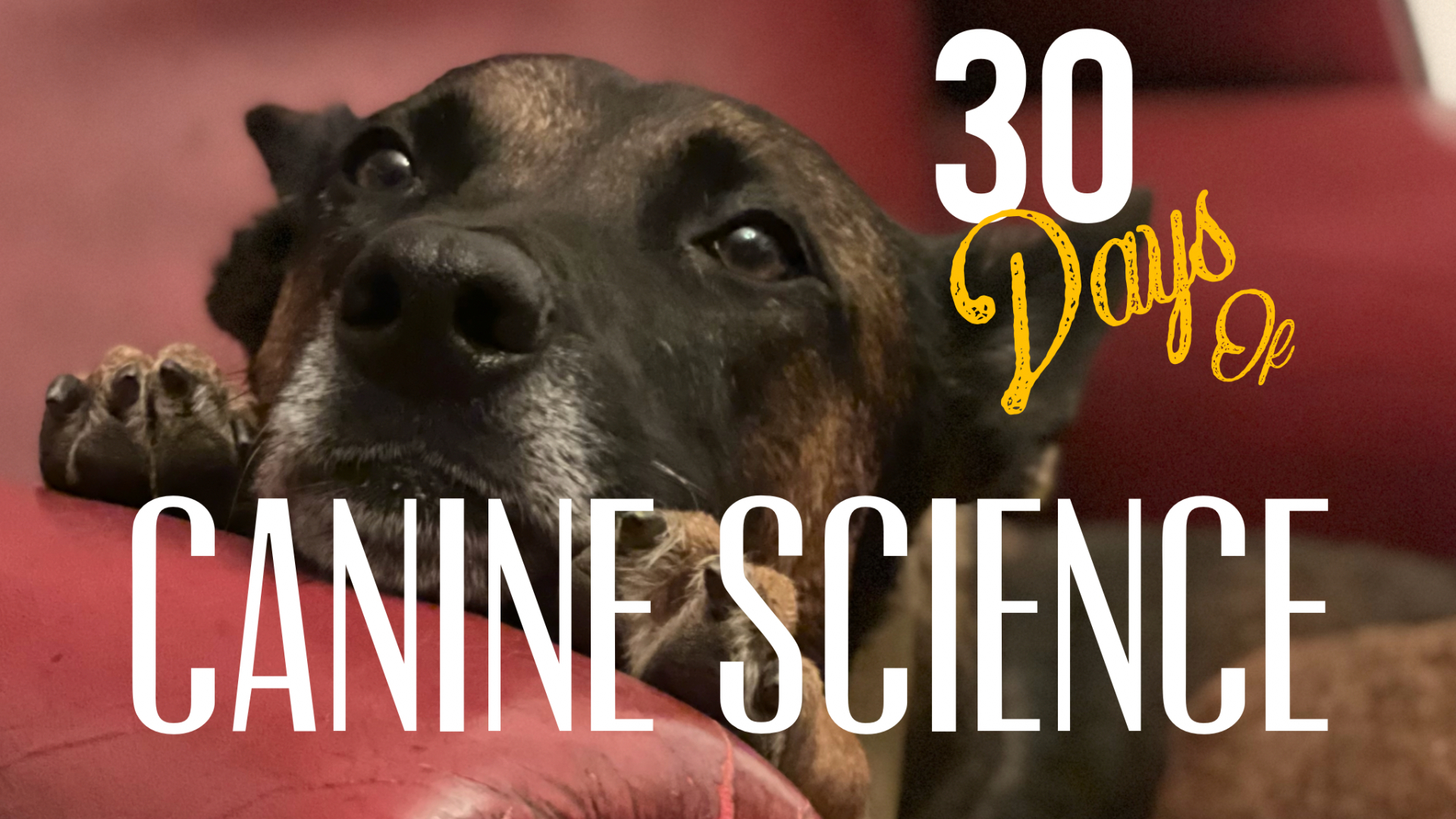 30 Days of Canine Science