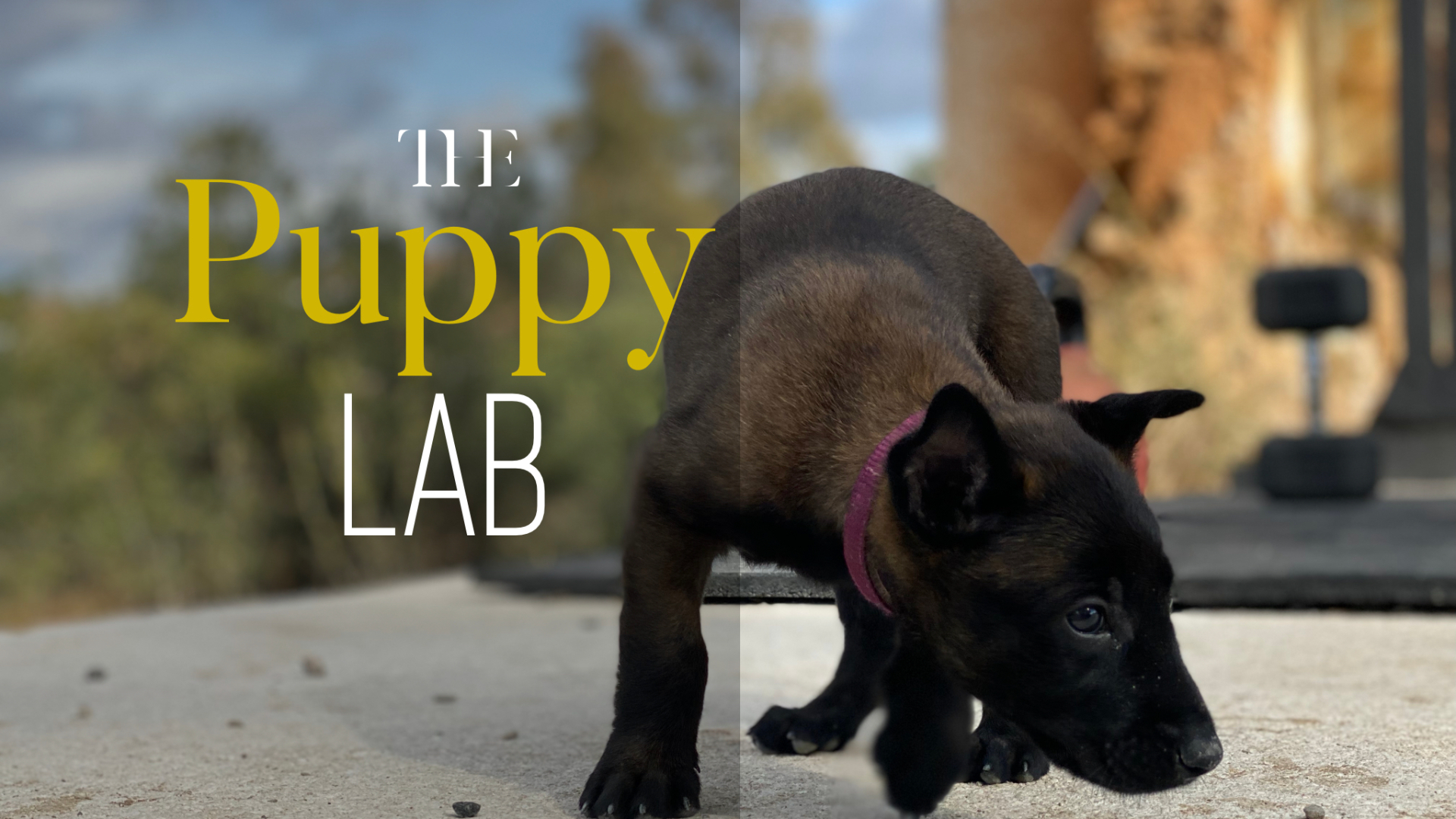 Puppy Lab
