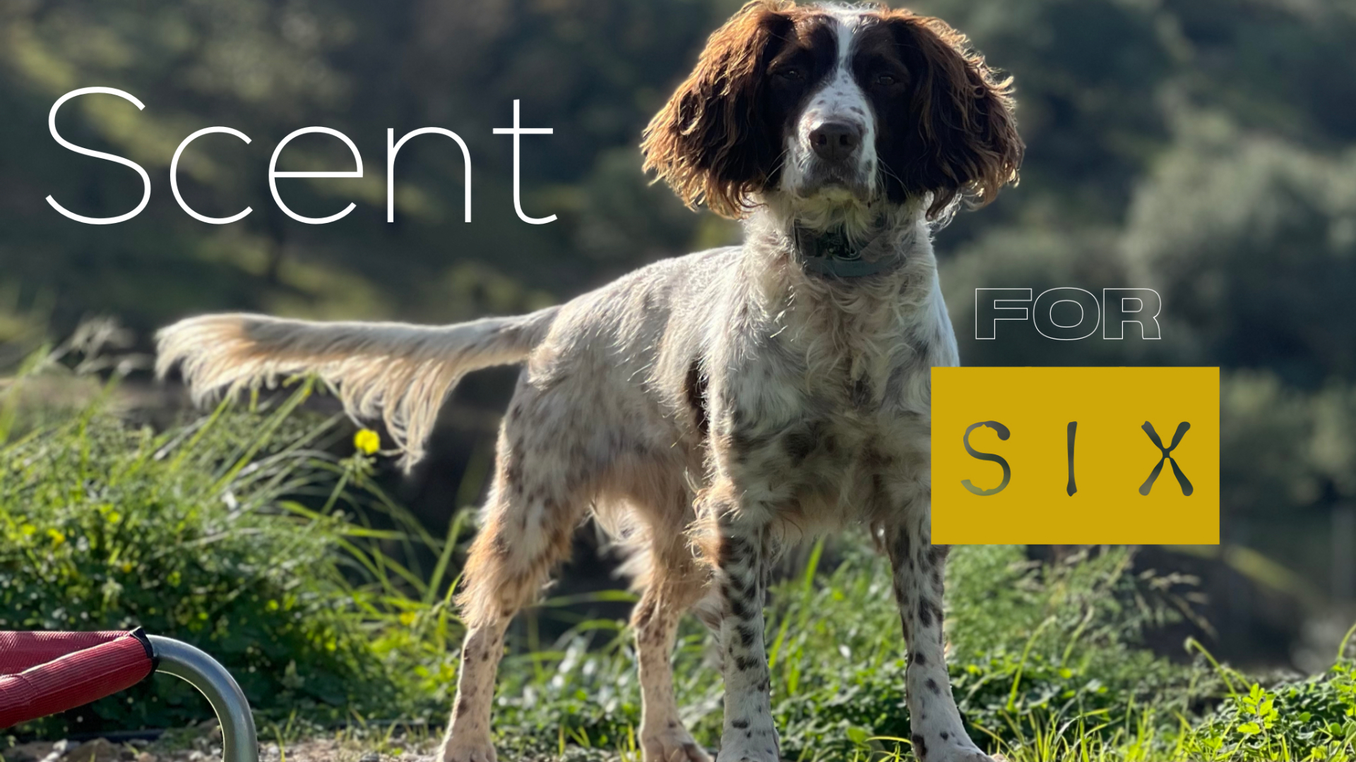 Scent for Six